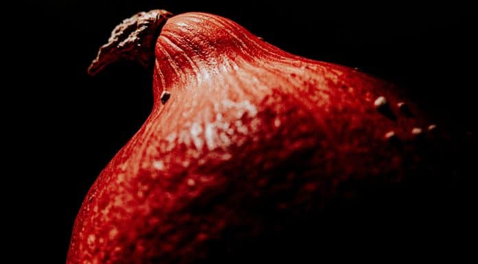 Le potimarron, un éclat d’automne dans votre assiette