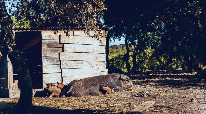 Ronan FRANQUES, le rouxbio