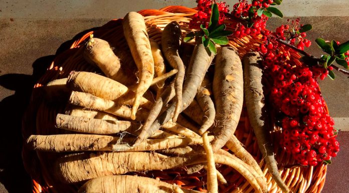 Le navet de Cerdagne, l’or noir des Pyrénées
