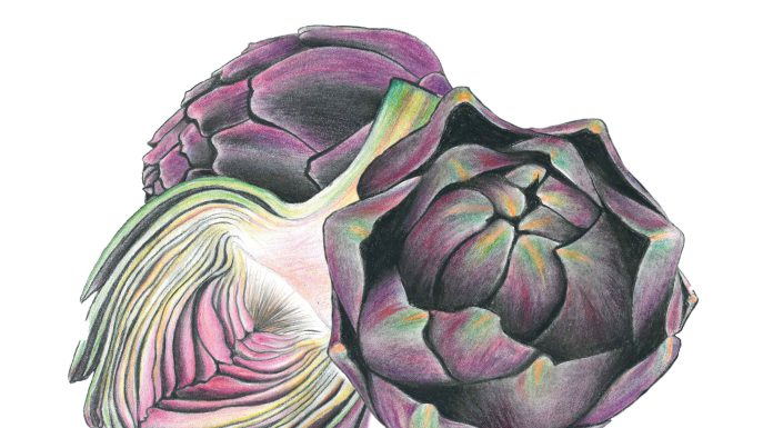 L’Artichaut violet, le chardon apprivoisé