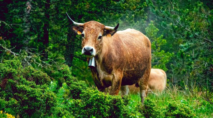 La Rosée des Pyrénées fête ses trente ans