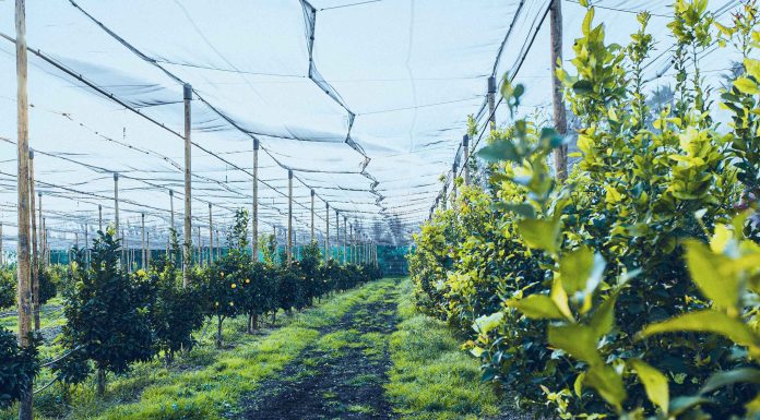 Philippe IXART, le Paysan Catalan