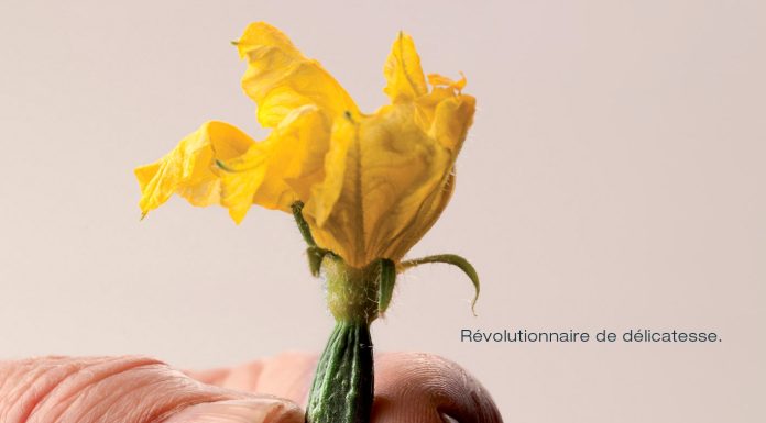 MAISON SALES, des mini-légumes pour l’art culinaire