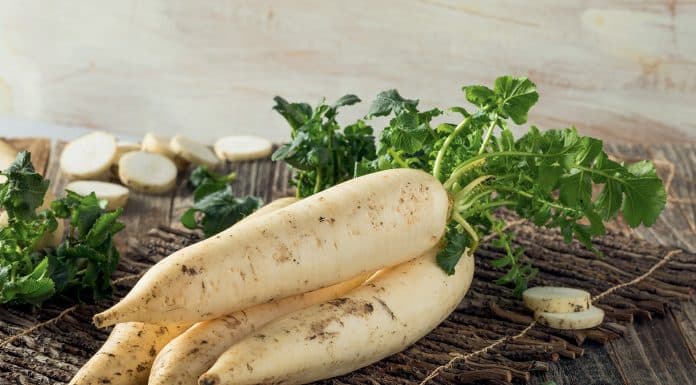 Le navet long, l’étoile perdue de Pézilla-la-Rivière