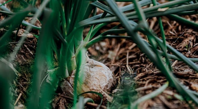 Calçots, un voyage au cœur