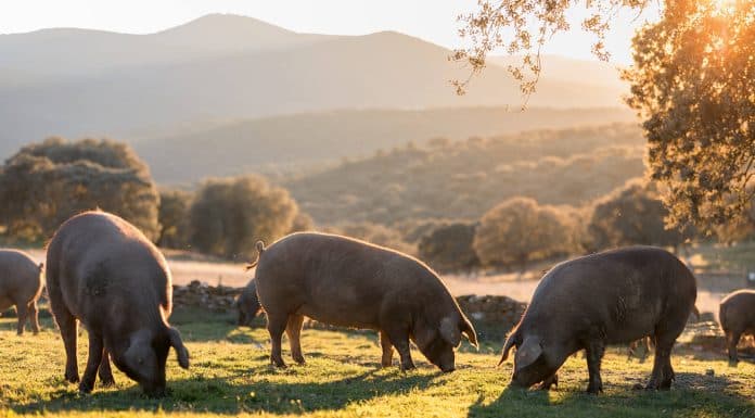 Le Porc Noir de Bigorre, trésor des Pyrénées