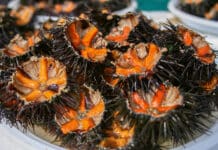 l’Oursin, le produit de saison !