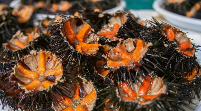 l’Oursin, le produit de saison !