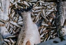 Le poisson a-t-il une saison ?