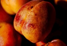 Le Rouge du Roussillon, l’abricot qui ne rougit de rien