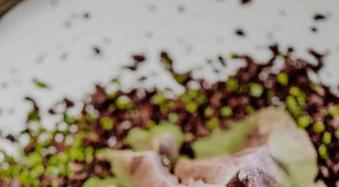 Recette : ILLUSION DE CAILLOU