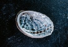 L’Astuce du Chef : Julien HERMIDA et les ormeaux