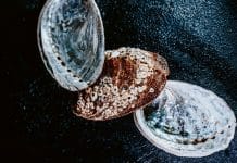 Produit de saison : l’ormeaux, joyaux nacrés