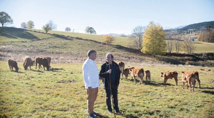 Producteur : Olivier Gaurenne, l’élevage transhumant au cœur des Pyrénées