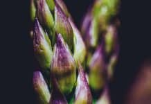 L’asperge : blanche, verte ou sauvage, trois visages d’un même trésor