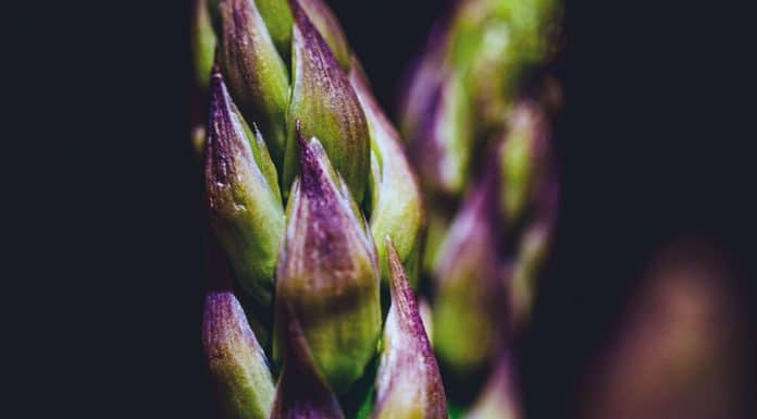 L’asperge : blanche, verte ou sauvage, trois visages d’un même trésor