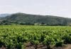Domaine viticole : Mas de Lavail, l’âme du Maury