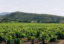 Domaine viticole : Mas de Lavail, l’âme du Maury