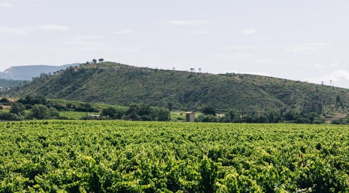 Domaine viticole : Mas de Lavail, l’âme du Maury