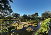 L’arboretum de Canet : Là où l’on cultive la mémoire du goût